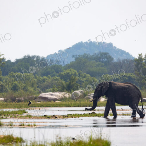 An elephant bull, Loxodonta africana, crossing a river. An elephant bull, Loxodonta africana, crossing a river.