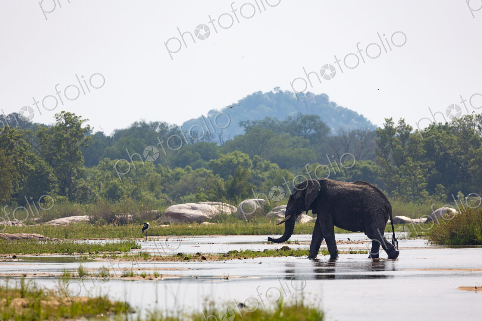 An elephant bull, Loxodonta africana, crossing a river.
