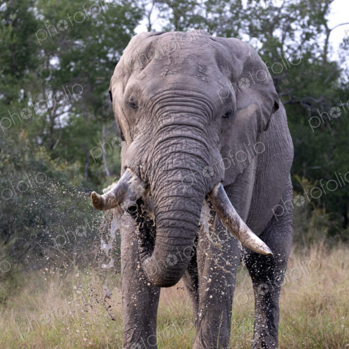 An elephant bull, Loxodonta africana, drinking water. An elephant bull, Loxodonta africana, drinking water.