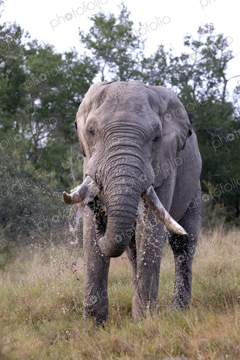 An elephant bull, Loxodonta africana, drinking water.