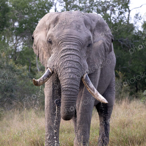An elephant bull, Loxodonta africana, drinking water. An elephant bull, Loxodonta africana, drinking water.