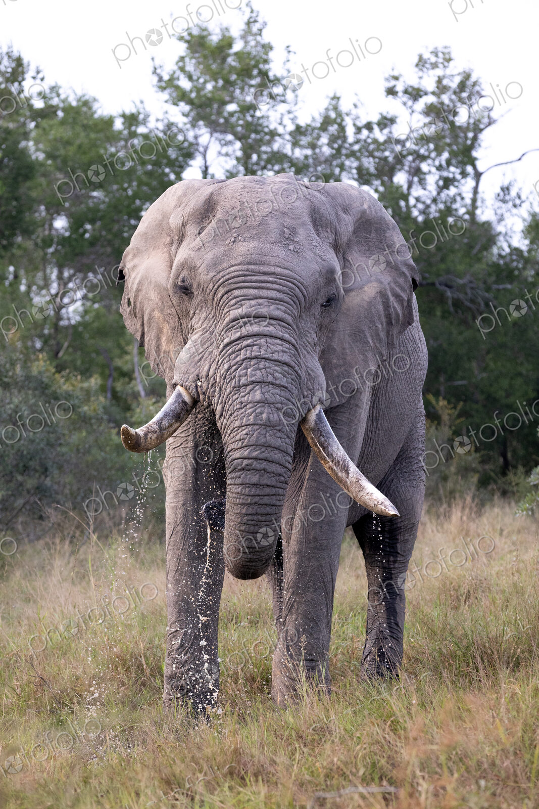 An elephant bull, Loxodonta africana, drinking water.