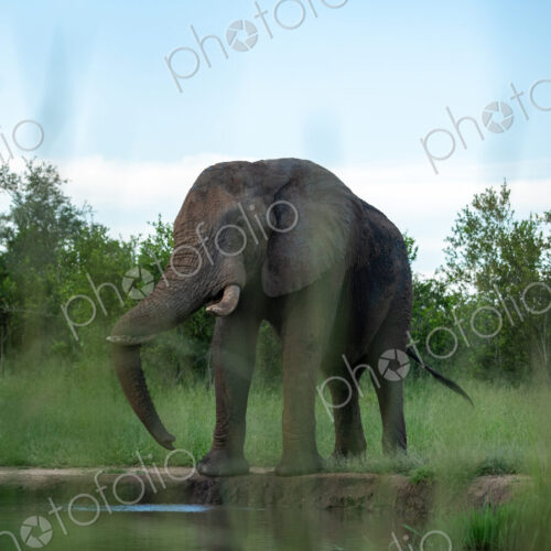 An elephant bull, Loxodonta africana, drinking water from a dam, low angle. An elephant bull, Loxodonta africana, drinking water from a dam, low angle.