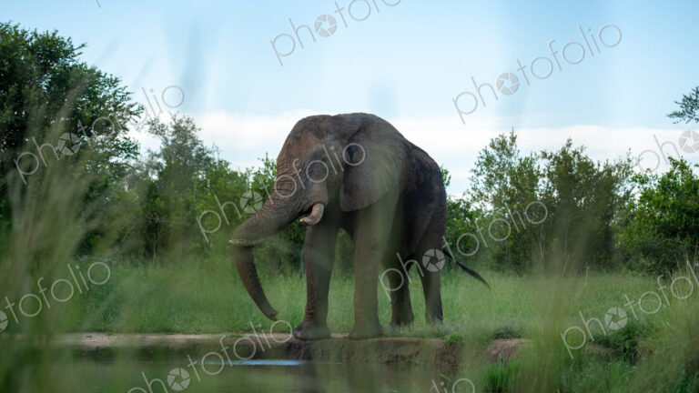 An elephant bull, Loxodonta africana, drinking water from a dam, low angle.