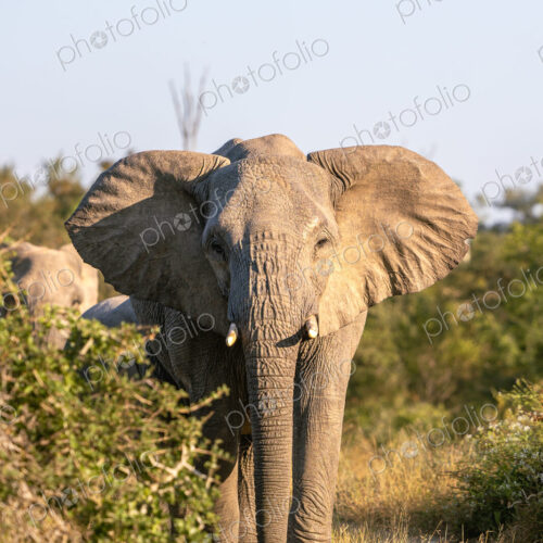 An elephant bull, Loxodonta africana, flapping its ears. An elephant bull, Loxodonta africana, flapping its ears.
