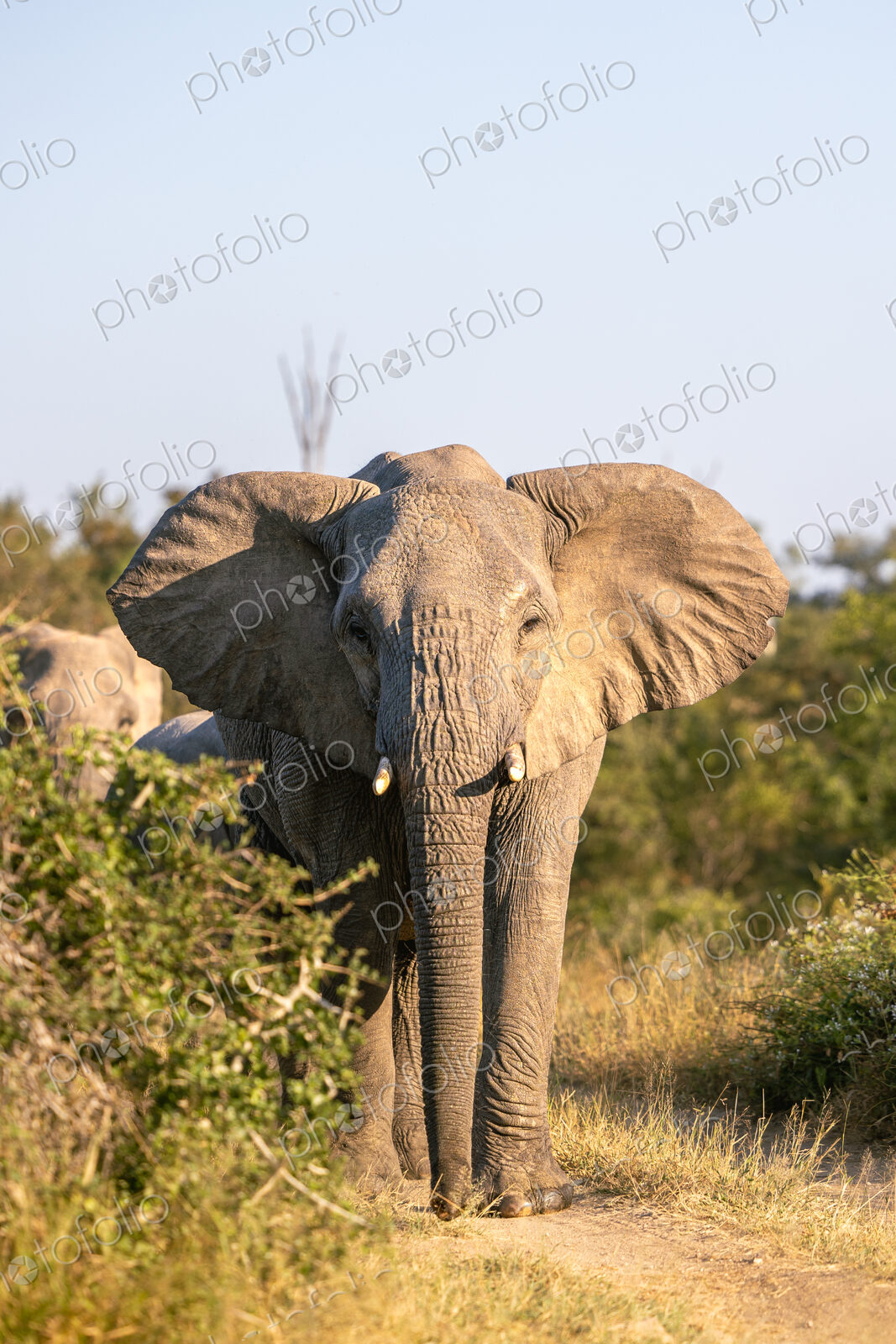 An elephant bull, Loxodonta africana, flapping its ears.