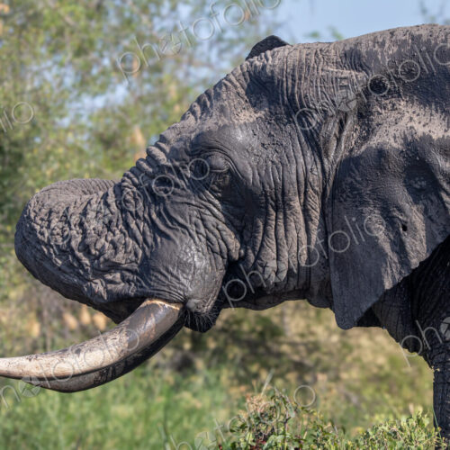 An elephant bull, Loxodonta africana, scratching his head with his trunk.