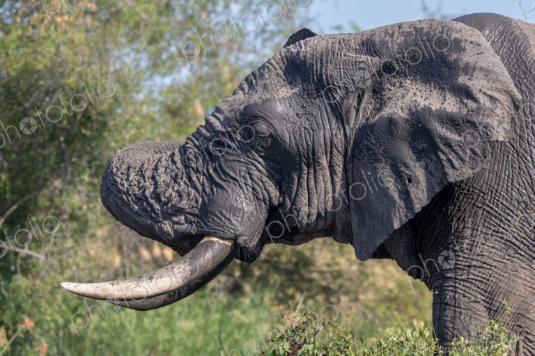 An elephant bull, Loxodonta africana, scratching his head with his trunk.