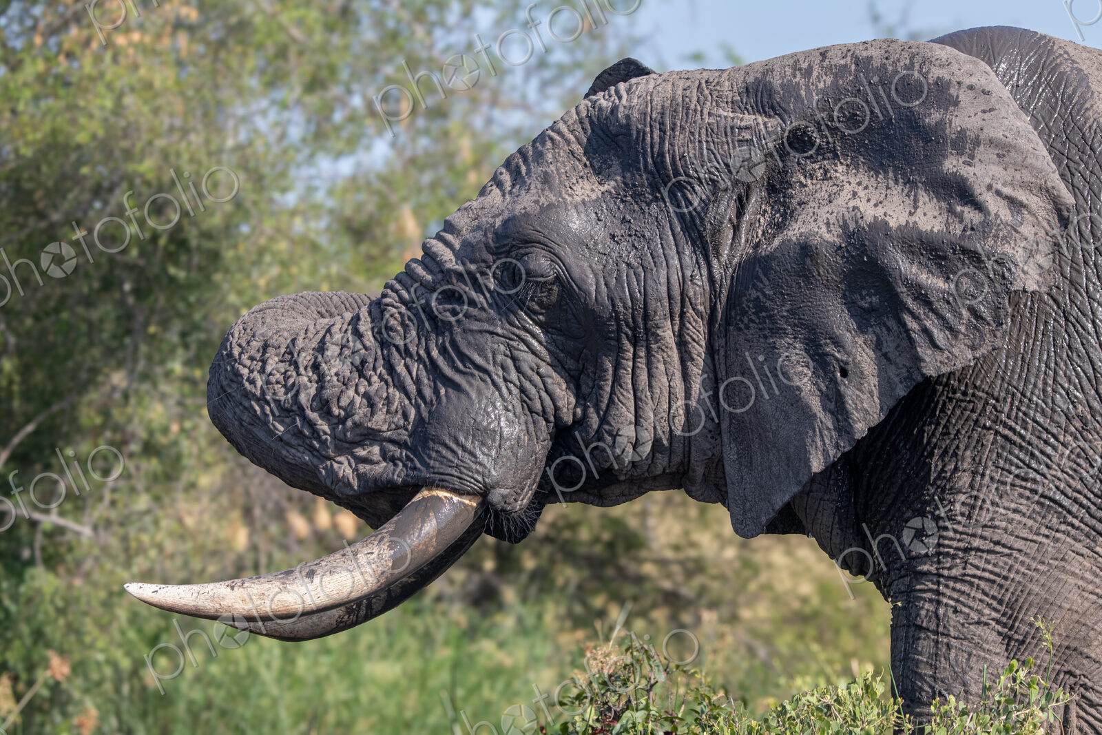 An elephant bull, Loxodonta africana, scratching his head with his trunk.