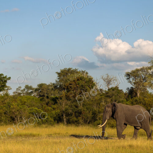 An elephant bull, Loxodonta africana, walking through grass, wide angle shot. An elephant bull, Loxodonta africana, walking through grass, wide angle shot.