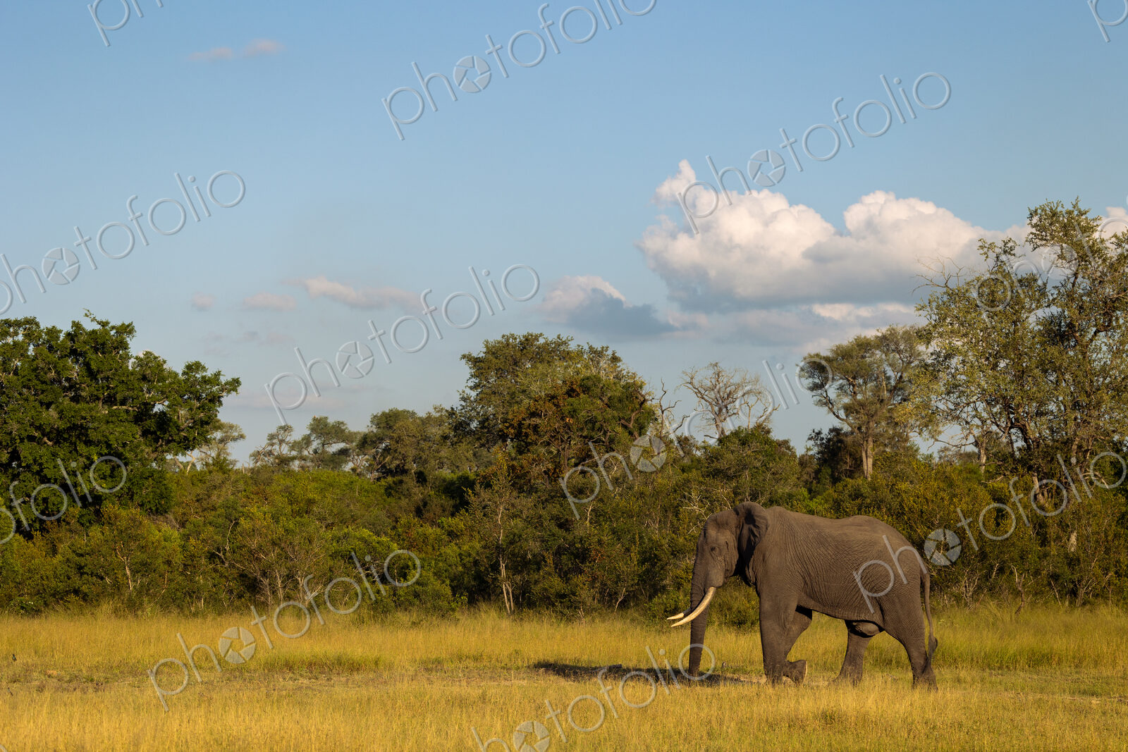 An elephant bull, Loxodonta africana, walking through grass, wide angle shot.