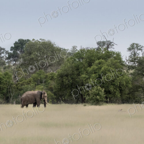 An elephant bull, Loxodonta africana, walks through brown-green grass An elephant bull, Loxodonta africana, walks through brown-green grass