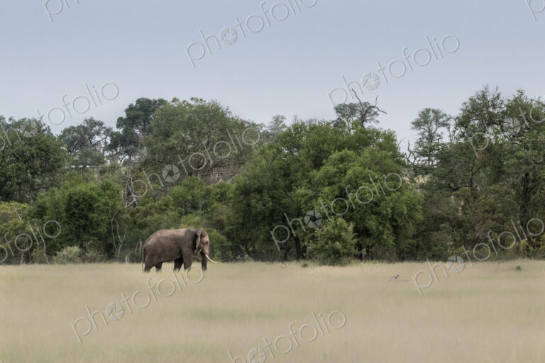 An elephant bull, Loxodonta africana, walks through brown-green grass