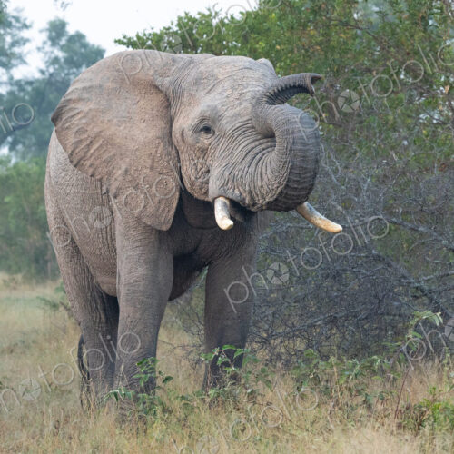 An elephant bull, Loxodonta africana, with its trunk up, walking through grass. An elephant bull, Loxodonta africana, with its trunk up, walking through grass.