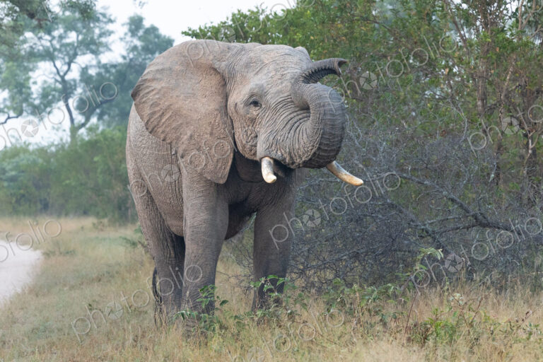 An elephant bull, Loxodonta africana, with its trunk up, walking through grass.
