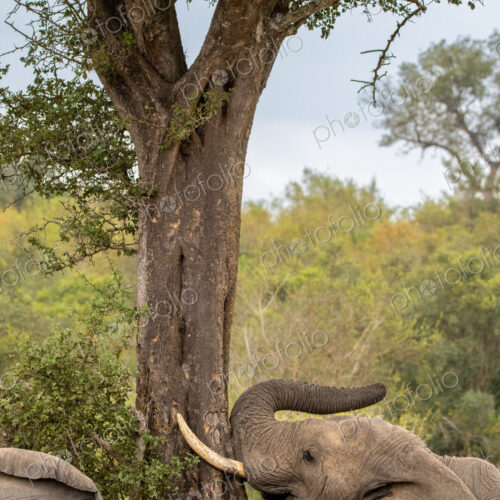 An elephant bull, feeding on bark, Loxodonta africana. An elephant bull, feeding on bark, Loxodonta africana.