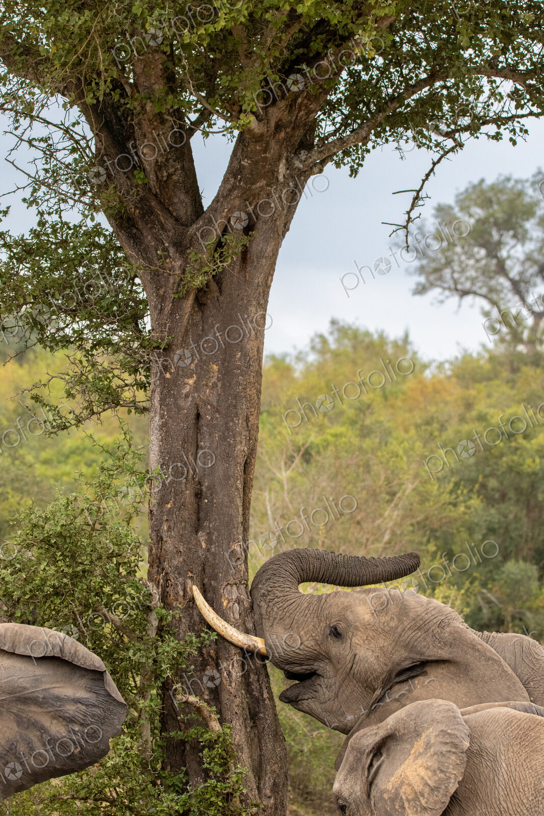 An elephant bull, feeding on bark, Loxodonta africana.