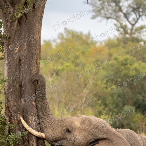 An elephant bull, feeding on bark, Loxodonta africana. An elephant bull, feeding on bark, Loxodonta africana.