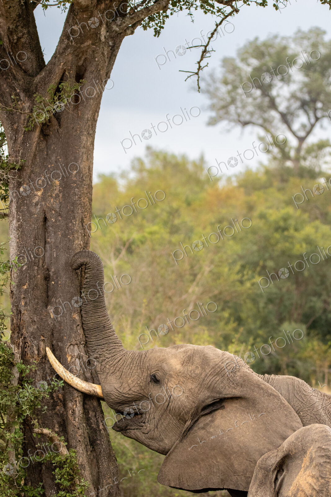 An elephant bull, feeding on bark, Loxodonta africana.