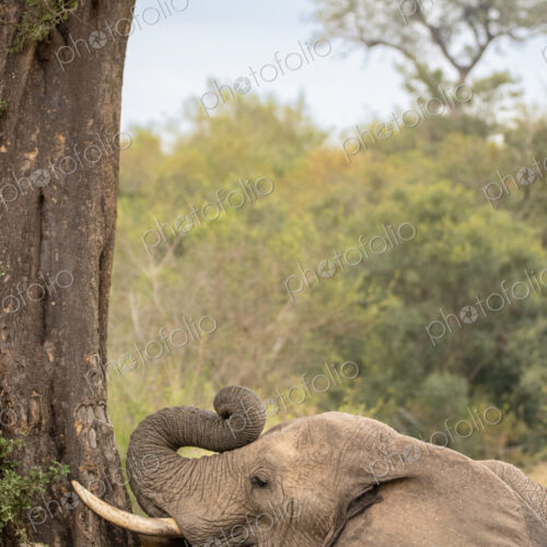 An elephant bull, feeding on bark, Loxodonta africana. An elephant bull, feeding on bark, Loxodonta africana.