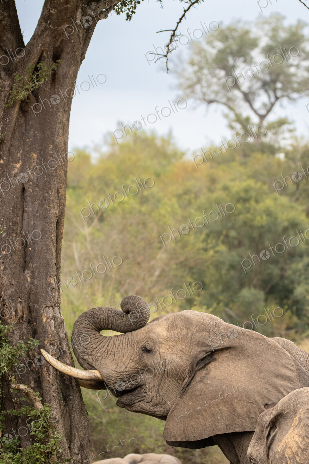 An elephant bull, feeding on bark, Loxodonta africana.