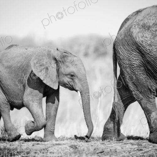 An elephant calf, Loxodonta africana, follows behind its mother An elephant calf, Loxodonta africana, follows behind its mother