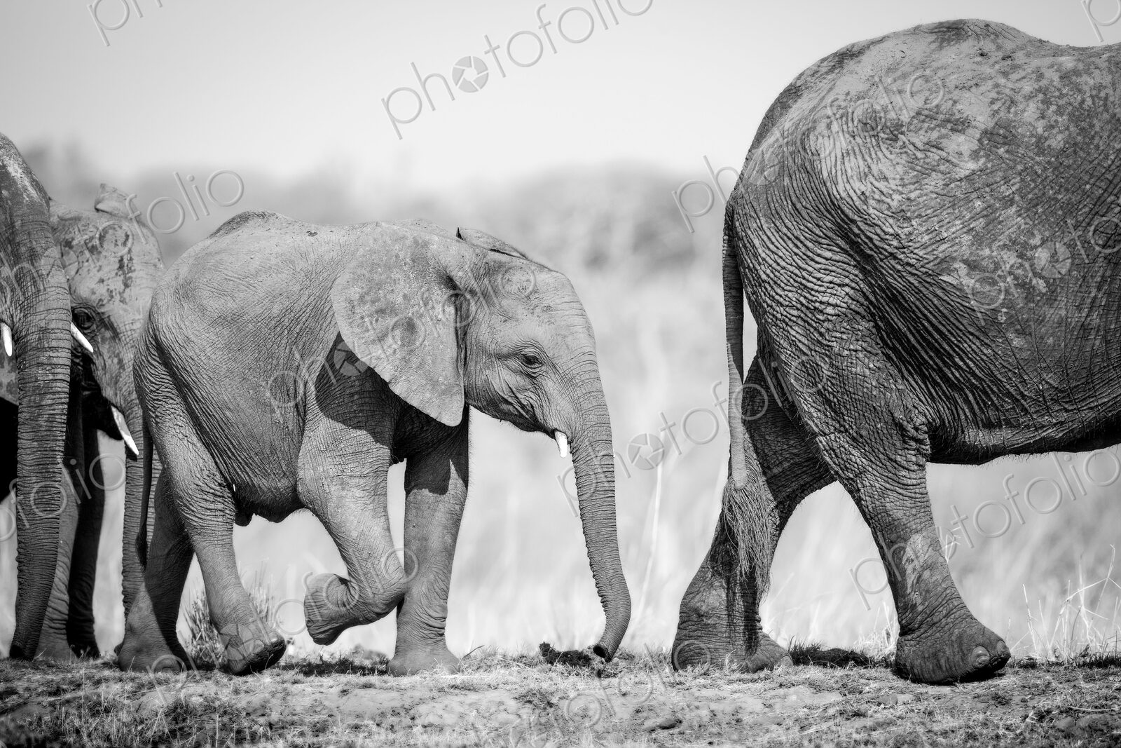 An elephant calf, Loxodonta africana, follows behind its mother