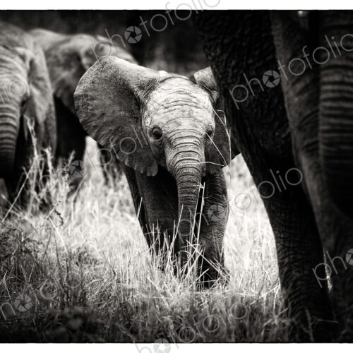 An elephant calf, Loxodonta africana, follows its mother through grass, alert,…