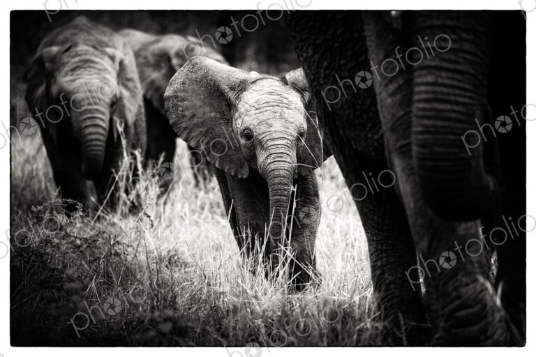 An elephant calf, Loxodonta africana, follows its mother through grass, alert,…