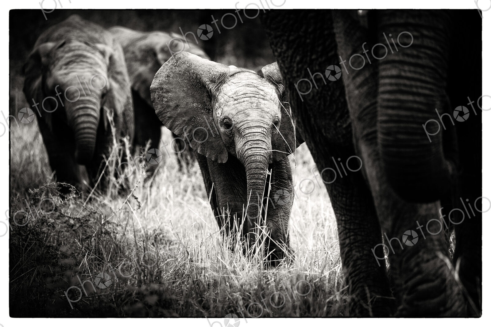An elephant calf, Loxodonta africana, follows its mother through grass, alert,…