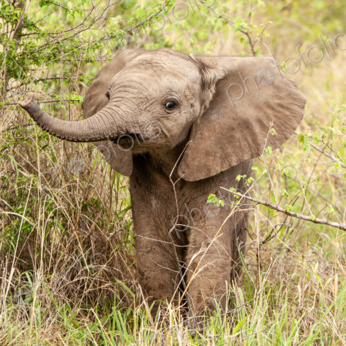 An elephant calf, Loxodonta africana, lifts its trunk while standing in greenery An elephant calf, Loxodonta africana, lifts its trunk while standing in greenery