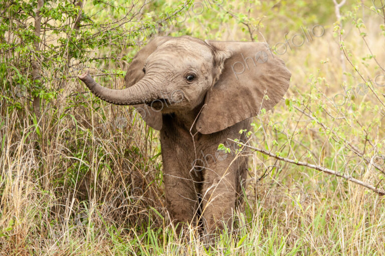 An elephant calf, Loxodonta africana, lifts its trunk while standing in greenery