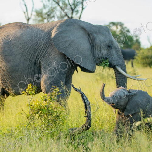An elephant calf, Loxodonta africana, standing next to its mother, with its trunk in… An elephant calf, Loxodonta africana, standing next to its mother, with its trunk in…