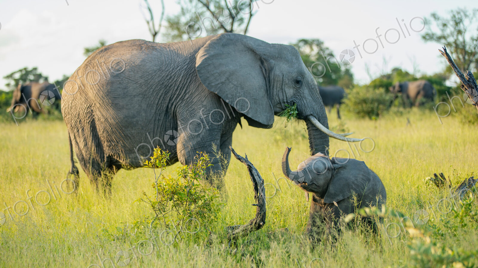 An elephant calf, Loxodonta africana, standing next to its mother, with its trunk in…