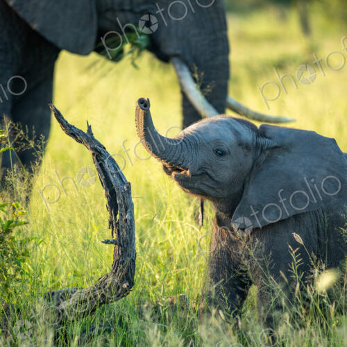 An elephant calf, Loxodonta africana, standing next to its mother, with its trunk in… An elephant calf, Loxodonta africana, standing next to its mother, with its trunk in…