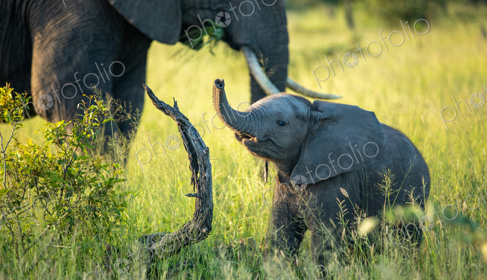 An elephant calf, Loxodonta africana, standing next to its mother, with its trunk in…