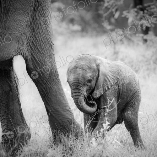 An elephant calf, Loxodonta africana, stands behind its mother's legs, curls its trunk…