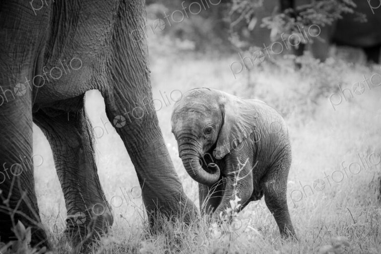 An elephant calf, Loxodonta africana, stands behind its mother's legs, curls its trunk…