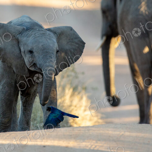 An elephant calf, Loxodonta africana, walks with its ears out and its mother in the… An elephant calf, Loxodonta africana, walks with its ears out and its mother in the…