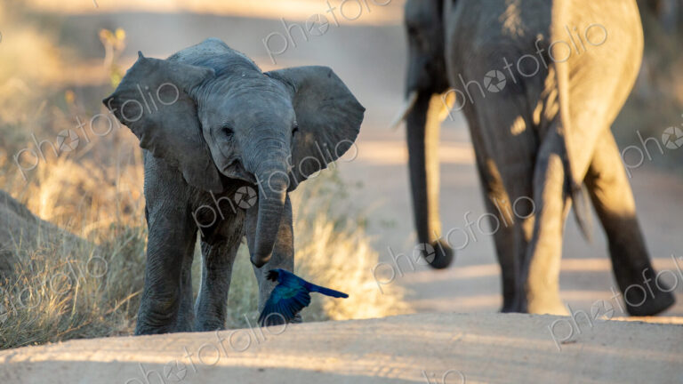 An elephant calf, Loxodonta africana, walks with its ears out and its mother in the…