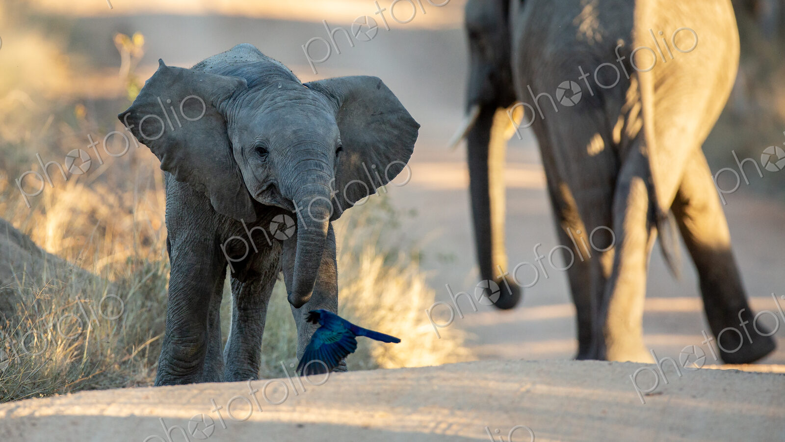 An elephant calf, Loxodonta africana, walks with its ears out and its mother in the…