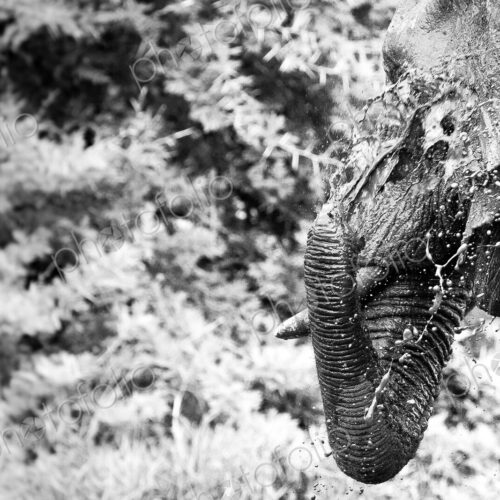 An elephant head and trunk, Loxodonta africana, spraying water with trunk over…