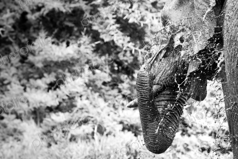 An elephant head and trunk, Loxodonta africana, spraying water with trunk over…