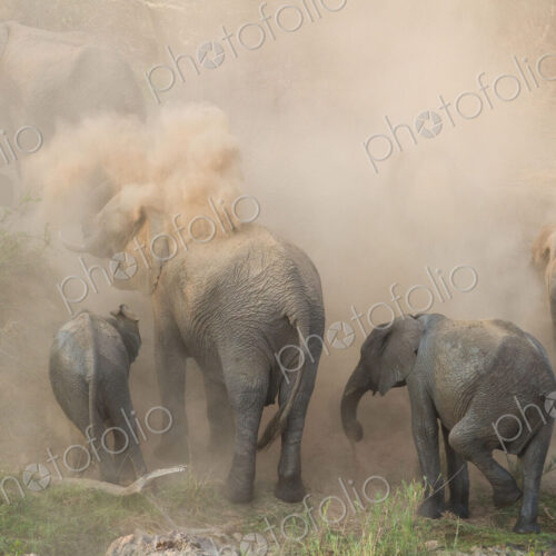 An elephant herd, Loxodonta africana, have a dust bath, sand on their backs, trunks in… An elephant herd, Loxodonta africana, have a dust bath, sand on their backs, trunks in…
