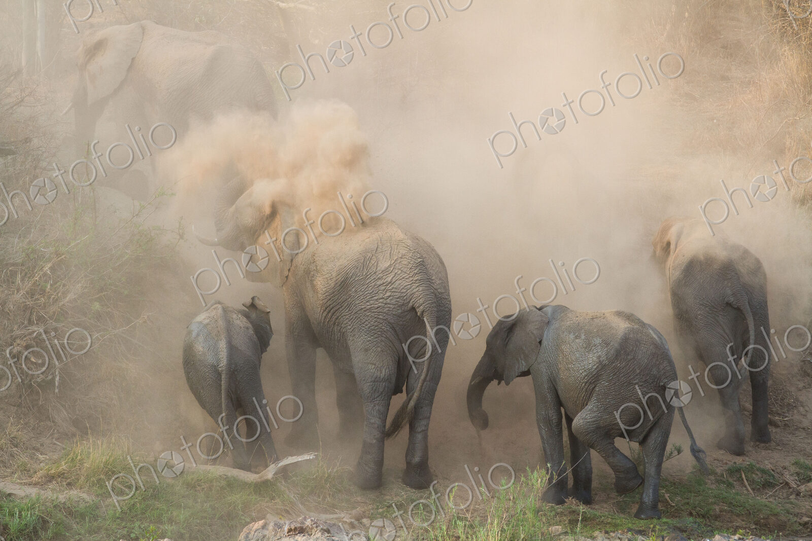 An elephant herd, Loxodonta africana, have a dust bath, sand on their backs, trunks in…
