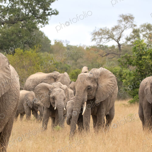 An elephant herd, Loxodonta africana, walking together. An elephant herd, Loxodonta africana, walking together.