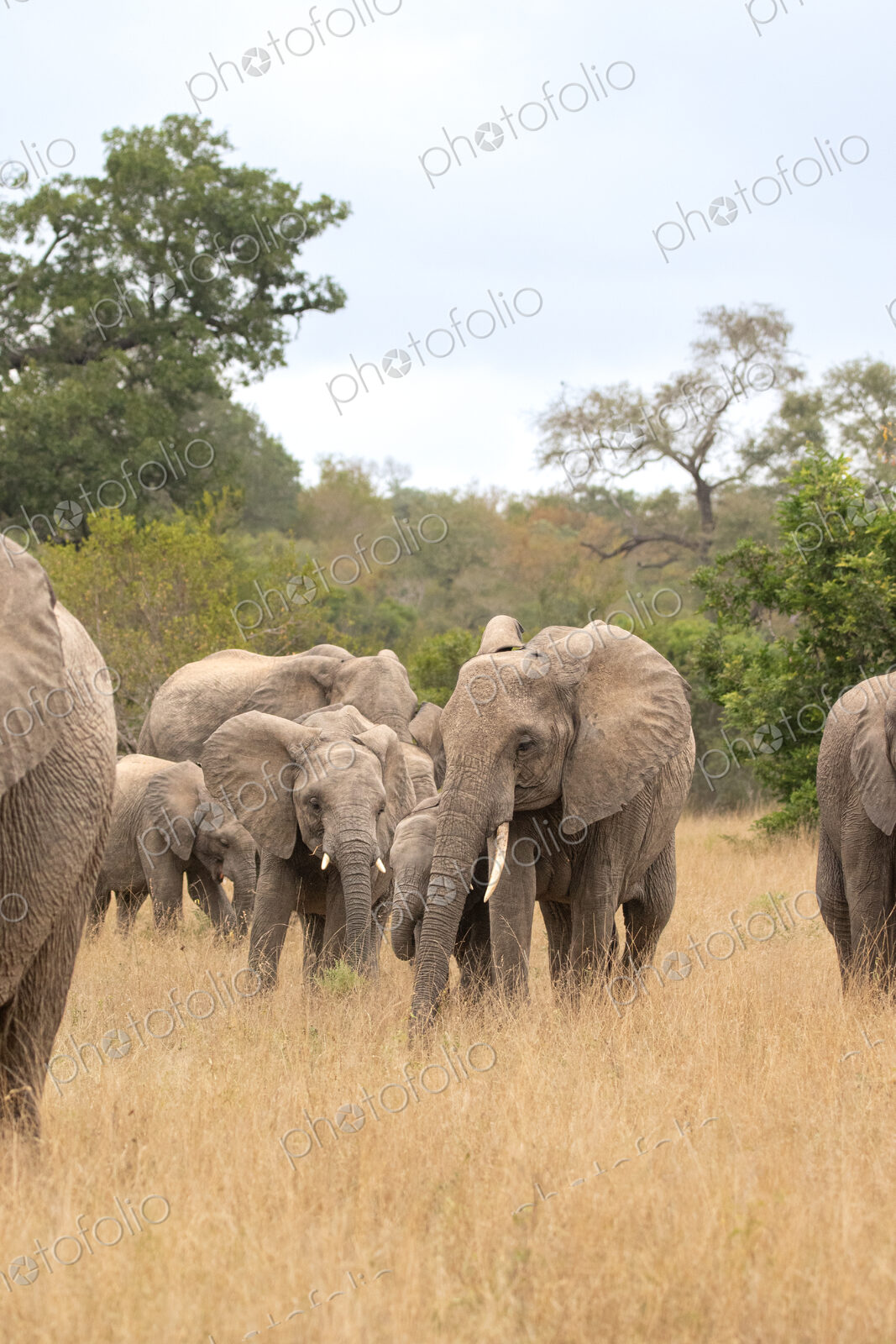 An elephant herd, Loxodonta africana, walking together.