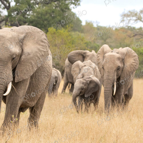 An elephant herd, Loxodonta africana, walking together.