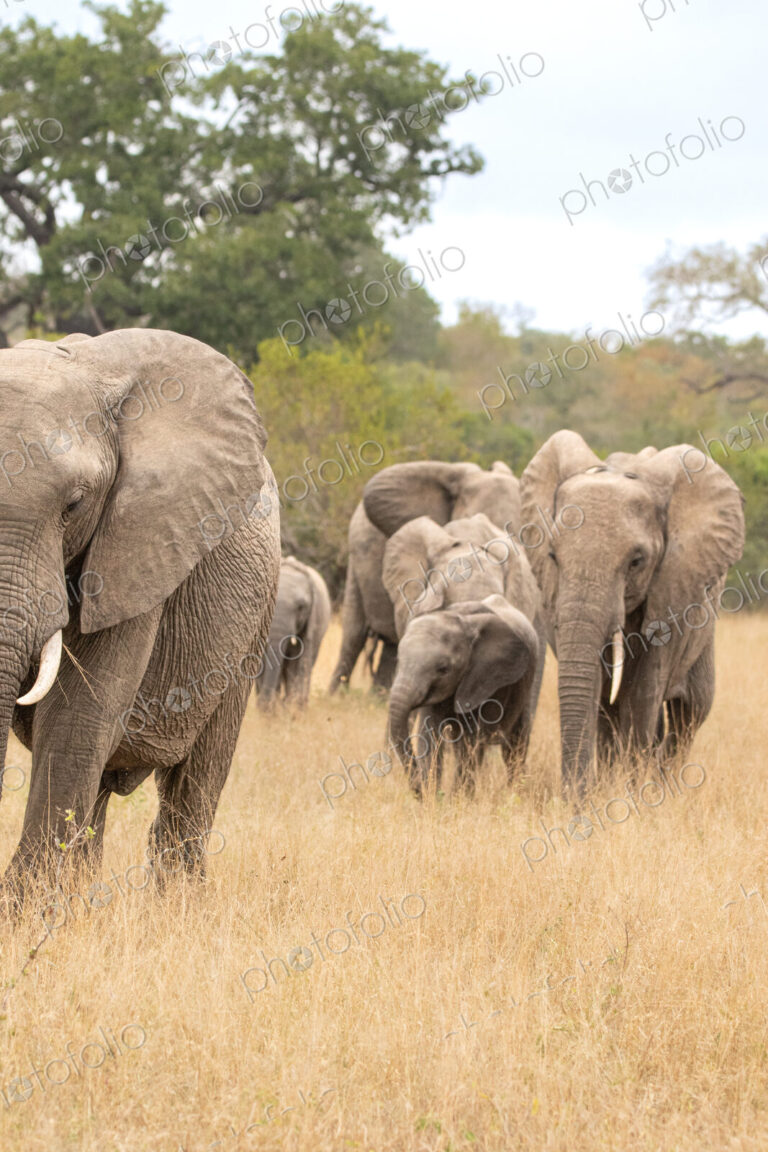 An elephant herd, Loxodonta africana, walking together.