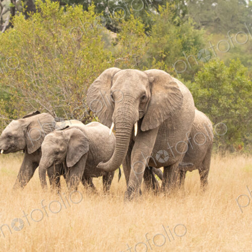 An elephant herd, Loxodonta africana, walking together.